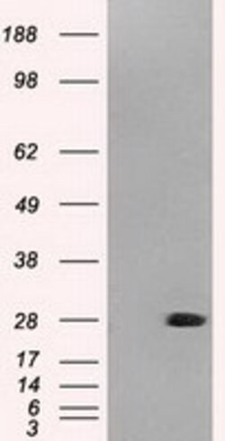 NEUROG1 Mouse anti-Canine, Human, Clone: OTI8G8, lyophilized, TrueMAB 100 &mu;g | Buy Online | Origene Technologies | Fisher Scientific