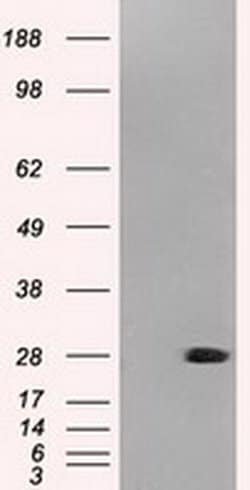 NEUROG1 Mouse anti-Canine, Human, Clone: OTI8G8, liquid, TrueMAB 100 &mu;L;
