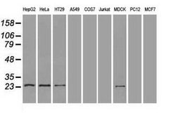 NEUROG1 Mouse anti-Canine, Human, Clone: OTI8G8, lyophilized, TrueMAB 100 &mu;g | Buy Online | Origene Technologies | Fisher Scientific
