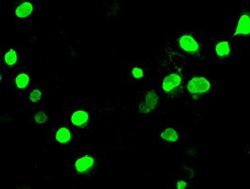 NEUROG3 Mouse anti-Human, Clone: OTI3B5, liquid, TrueMAB 30 &mu;L; Unconjugated:Antibodies,