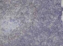 NEUROG3 Mouse anti-Human, Clone: OTI3B5, liquid, TrueMAB 30 &mu;L; Unconjugated:Antibodies,