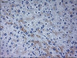 NEUROG3 Mouse anti-Human, Clone: OTI3B5, liquid, TrueMAB 30 &mu;L; Unconjugated:Antibodies,