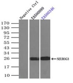 NEUROG3 Mouse anti-Human, Clone: OTI3B5, liquid, TrueMAB 30 &mu;L; Unconjugated:Antibodies,