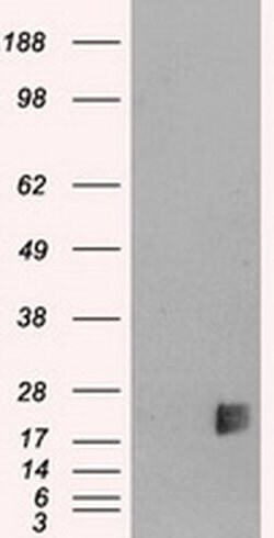 NEUROG3 Mouse anti-Human, Clone: OTI3B5, liquid, TrueMAB 30 &mu;L; Unconjugated:Antibodies,
