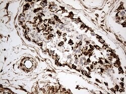 NF Mouse anti-Human, Clone: OTI3F7, lyophilized, TrueMAB 100 &mu;g; Unconjugated:Antibodies,