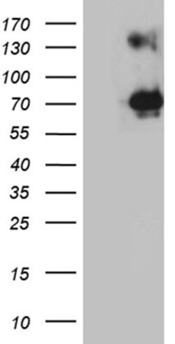 NF Mouse anti-Human, Clone: OTI3F7, lyophilized, TrueMAB 100 &mu;g; Unconjugated:Antibodies,