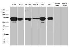 NF Mouse anti-Human, Clone: OTI3F7, lyophilized, TrueMAB 100 &mu;g; Unconjugated:Antibodies,