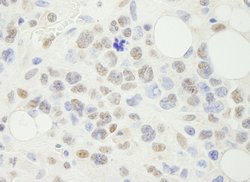 NF-YA Polyclonal Antibody, Bethyl Laboratories 10 &mu;L; Unconjugated:Antibodies,