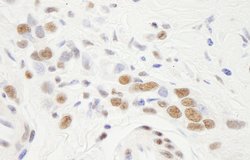 NF-YA Polyclonal Antibody, Bethyl Laboratories 10 &mu;L; Unconjugated:Antibodies,