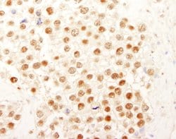 NF-YC Rabbit anti-Human, Polyclonal, Bethyl Laboratories 100 &mu;L; Unconjugated:Antibodies,