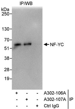 NF-YC Rabbit anti-Human, Polyclonal, Bethyl Laboratories 100 &mu;L; Unconjugated:Antibodies,