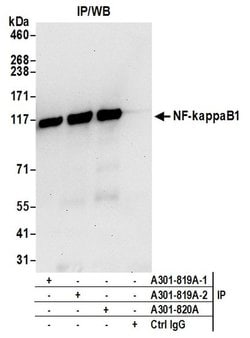 NF-kappaB1 Rabbit anti-Human, Polyclonal, Bethyl Laboratories 10 &mu;l;