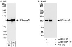 NF-kappaB1 Rabbit anti-Human, Polyclonal, Bethyl Laboratories 100 &mu;L;