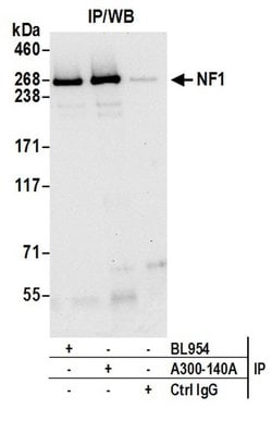 NF1 Rabbit anti-Human, Mouse, Polyclonal, Bethyl Laboratories 100 &mu;l;