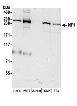 NF1 Rabbit anti-Human, Mouse, Polyclonal, Bethyl Laboratories 100 &mu;l;
