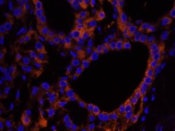 NF2 Polyclonal Antibody, Bethyl Laboratories 10 &mu;L; Unconjugated:Antibodies,