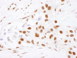 NF90 Rabbit anti-Human, Polyclonal, Bethyl Laboratories 100 &mu;L; Unconjugated:Antibodies,