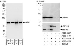 NF90 Rabbit anti-Human, Polyclonal, Bethyl Laboratories 100 &mu;L; Unconjugated:Antibodies,
