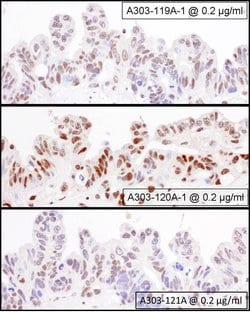 NF90/NF110 Rabbit anti-Human, Mouse, Polyclonal, Bethyl Laboratories 100