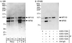 NF90/NF110 Rabbit anti-Human, Mouse, Polyclonal, Bethyl Laboratories 100