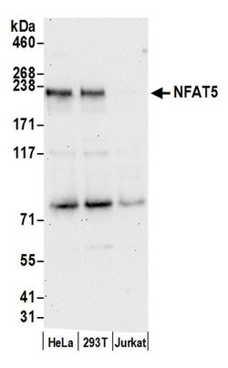 NFAT5 Polyclonal Antibody, Bethyl Laboratories 20 &mu;L | Buy Online | Bethyl Laboratories, Inc | Fisher Scientific