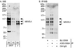 NFATc1 Rabbit anti-Human, Polyclonal, Bethyl Laboratories 100 &mu;L; Unconjugated:Antibodies,