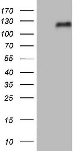 NFE2L2 Mouse anti-Human, Clone: OTI8A10, liquid, TrueMAB 100 &mu;L; Unconjugated:Antibodies,