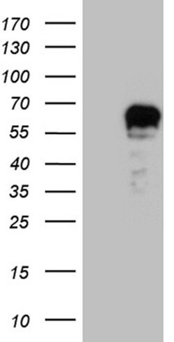 NFIA Mouse anti-Human, Clone: OTI4G8, lyophilized, TrueMAB 100 &mu;g; Unconjugated:Antibodies,