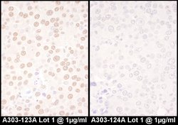 NFIC Rabbit anti-Human, Polyclonal, Bethyl Laboratories 100 &mu;L; Unconjugated:Antibodies,