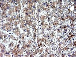 NFKBIA Monoclonal Antibody (OTI2F5), TrueMAB , OriGene 100 &mu;L; Unconjugated:Antibodies,
