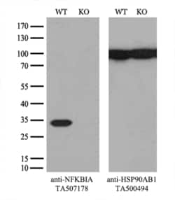 NFKBIA Monoclonal Antibody (OTI2F5), TrueMAB , OriGene 30 &mu;L; Unconjugated:Antibodies,