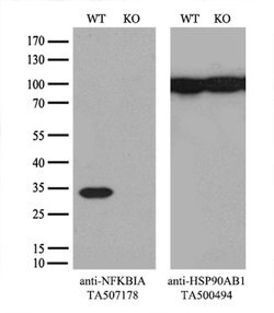 NFKBIA Monoclonal Antibody (OTI2F5), TrueMAB , OriGene 100 &mu;L; Unconjugated:Antibodies,