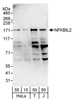 NFKBIL2 Rabbit anti-Human, Polyclonal, Bethyl Laboratories 100 &mu;L; Unconjugated:Antibodies,