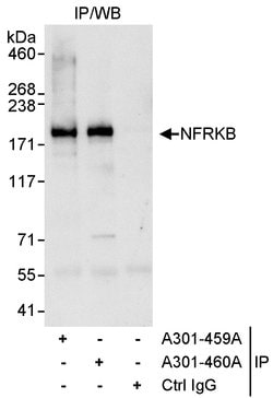 NFRKB Rabbit anti-Human, Polyclonal, Bethyl Laboratories 100 &mu;l; Unlabeled:Antibodies,