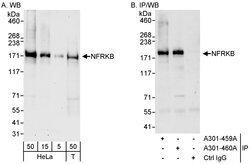 NFRKB Rabbit anti-Human, Polyclonal, Bethyl Laboratories 100 &mu;L; Unconjugated:Antibodies,