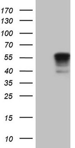 NFS1 Monoclonal Antibody (OTI5D1), TrueMAB , OriGene 30 &mu;L; Unconjugated:Antibodies,