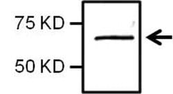 NFkB p65 Recombinant Polyclonal Antibody (4-2HCLC), Invitrogen 100 &mu;g;
