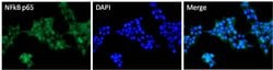 Invitrogen NFkB p65 Polyclonal Antibody 1 mL; Unconjugated:Anticuerpos