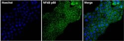 Invitrogen NFkB p50 Monoclonal Antibody (5D10D11) 100 &mu;g; Unconjugated:Antibodies,
