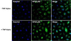 Invitrogen NFkB p50 Monoclonal Antibody (5D10D11) 100 &mu;g; Unconjugated:Antibodies,