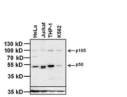 Invitrogen NFkB p50 Monoclonal Antibody (5D10D11) 100 &mu;g; Unconjugated:Antibodies,