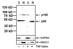 Invitrogen NFkB p50 Monoclonal Antibody (5D10D11) 100 &mu;g; Unconjugated:Antibodies,