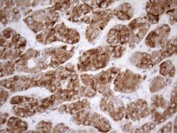 NGDN Monoclonal Antibody (OTI1B8), TrueMAB , OriGene 100 &mu;L; Unconjugated:Antibodies,