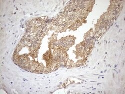 NGDN Monoclonal Antibody (OTI1H4), TrueMAB , OriGene:Antibodies:Primary