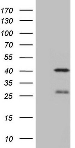 NGDN Monoclonal Antibody (OTI1B8), TrueMAB , OriGene 100 &mu;L; Unconjugated:Antibodies,