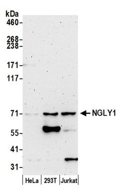NGLY1 Polyclonal Antibody, Bethyl Laboratories 20 &mu;L; Unconjugated:Antibodies,