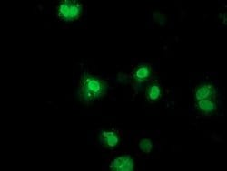 NHEJ1 Mouse anti-Human, Clone: OTI1G5, lyophilized, TrueMAB 100 &mu;g;