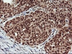 NHEJ1 Monoclonal Antibody (OTI1F3), TrueMAB , OriGene 100 &mu;L | Buy Online | Origene Technologies | Fisher Scientific