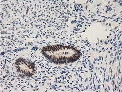 NHEJ1 Mouse anti-Human, Clone: OTI3E6, lyophilized, TrueMAB 100 &mu;g;