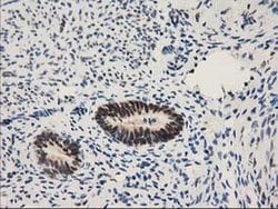 NHEJ1 Monoclonal Antibody (OTI3E6), TrueMAB , OriGene 30 &mu;L; Unconjugated:Antibodies,